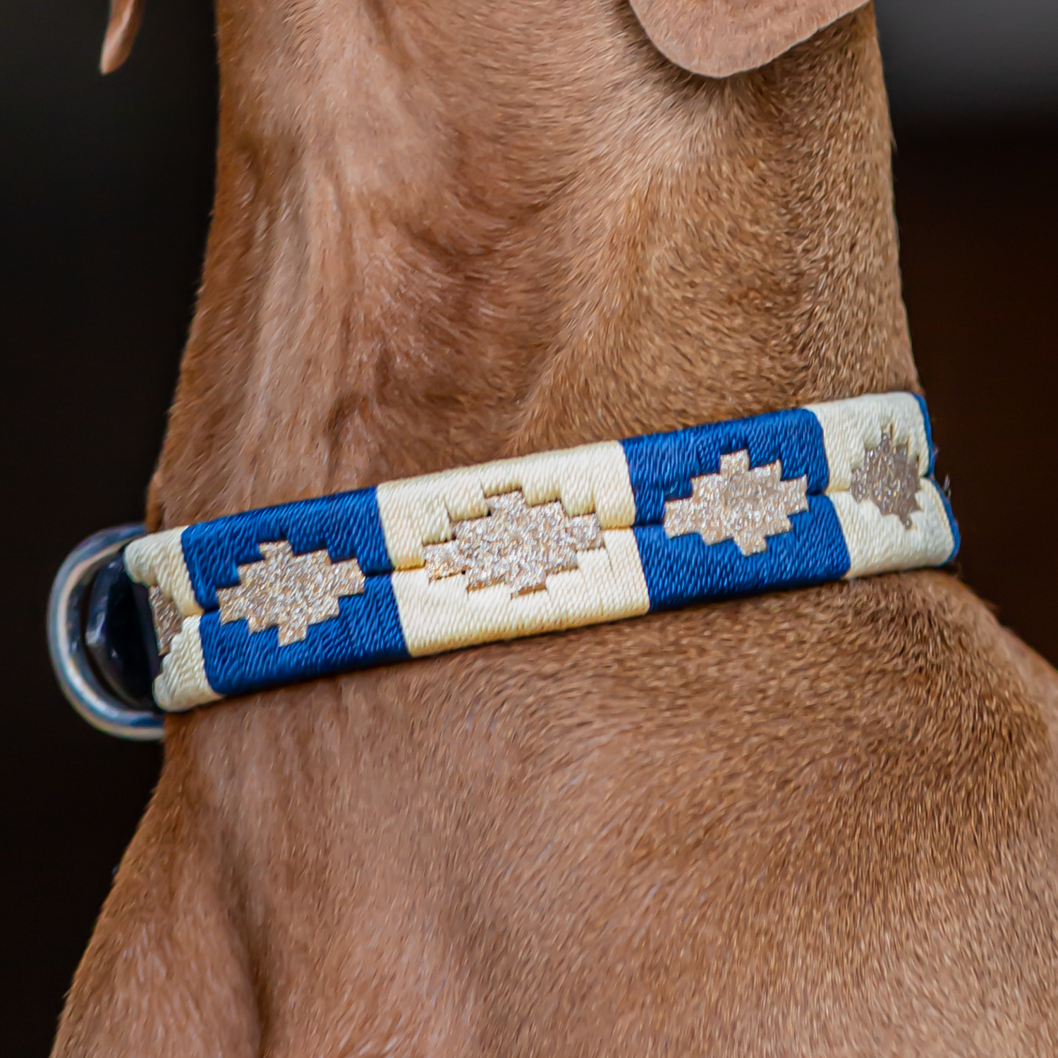 Dog Collar Match M