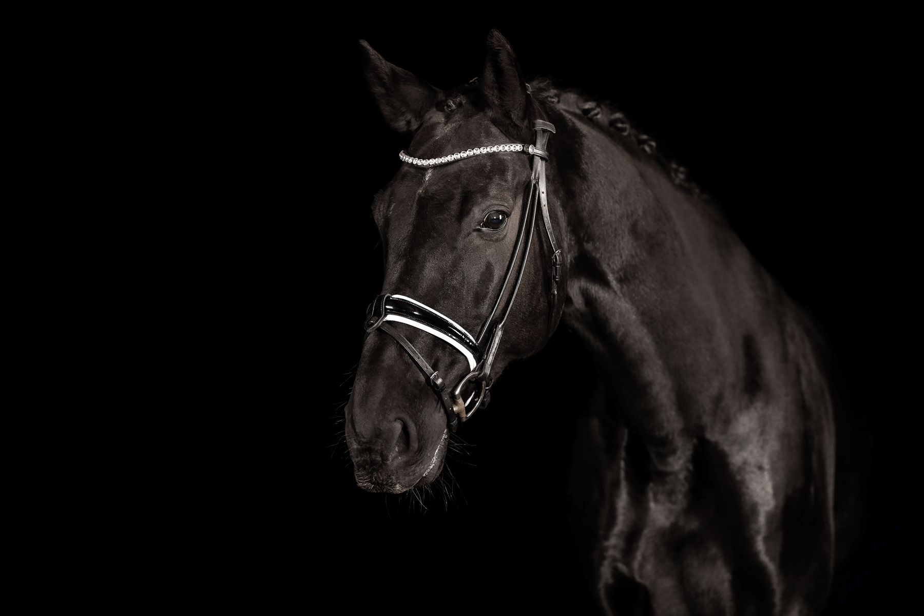 Design Your Bridle Classic Vollblut